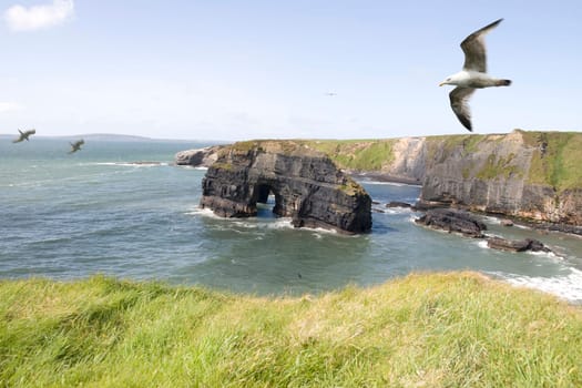a view from the cliffs in Ballybunion county Kerry Ireland of the Virgin rock and coast and a seagull in an updraught