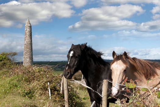 two Irish horses and ancient round tower in the beautiful Ardmore countryside of county Waterford Ireland