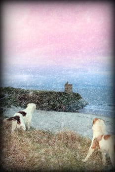 two dogs on the snowy clifftop viewing the sunset and castle in ballybunion county kerry ireland