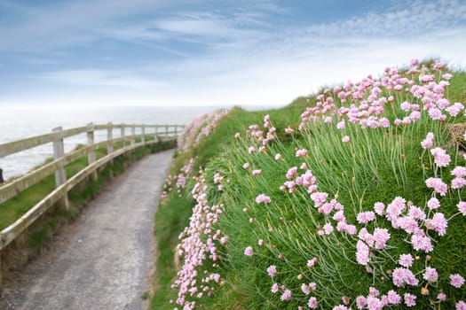 wild flowers along a cliff walk path in county Kerry Ireland