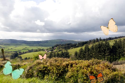 varied Species of Butterflies in the beautiful Irish countryside