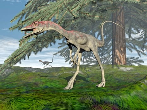 Compsognathus dinosaur walking on the grass under fir tree by day - 3D render