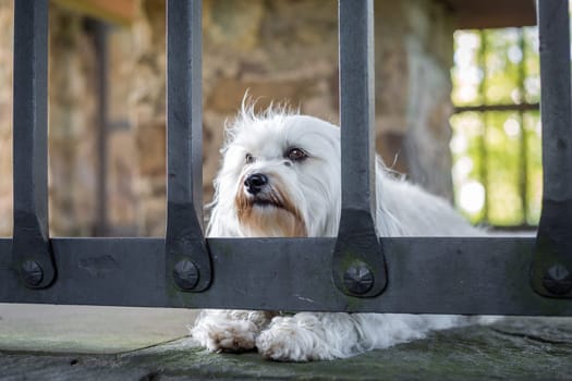 A small white dog lies behind a grid on the stone floor.