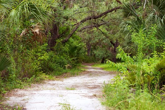 A winding dirt road path leading into a subtropical forest.