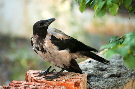 Magpie living in urban grunge environment closeup