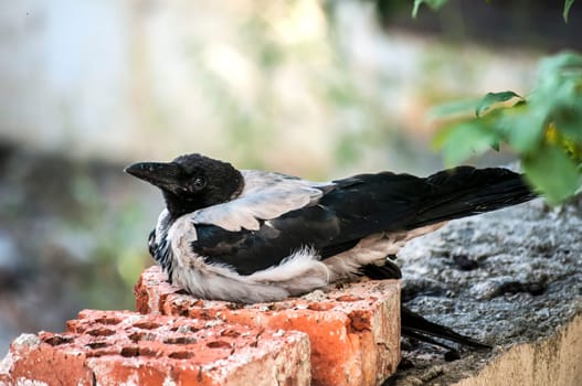 Magpie living in urban grunge environment closeup