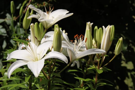 Lilies in the bright sunlight