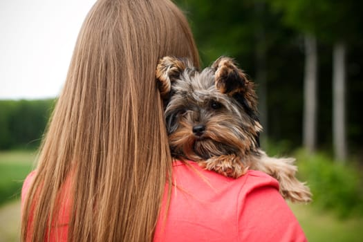 Yorkshire terrier puppy on woman's arms