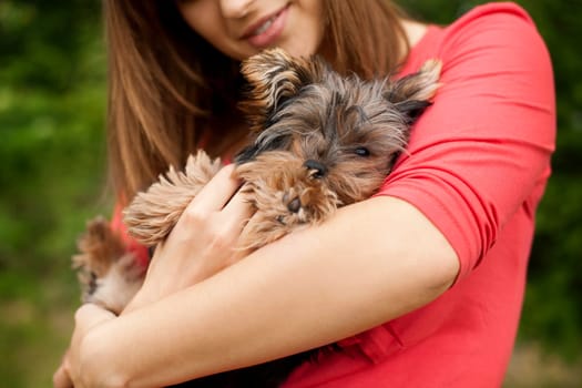 Cute puppy on woman's arms
