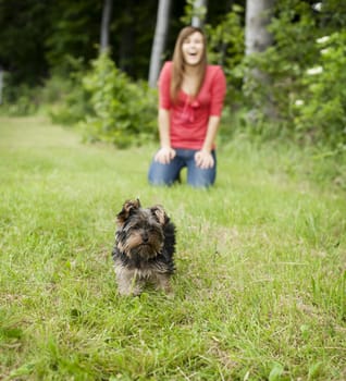 Yorkshire terrier puppy on meadow