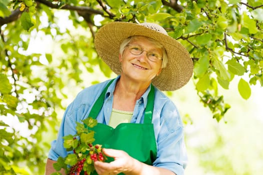 Senior checking a red currant bush