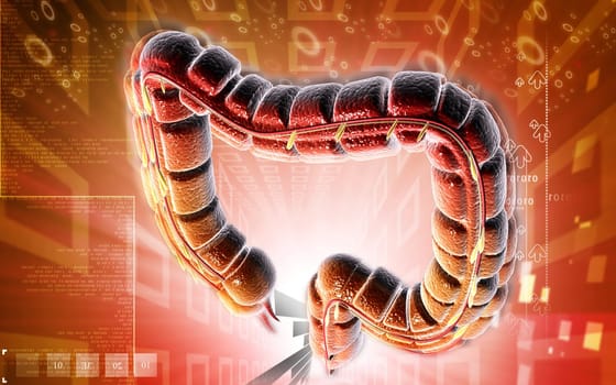 Digital illustration of large intestine in colour background
