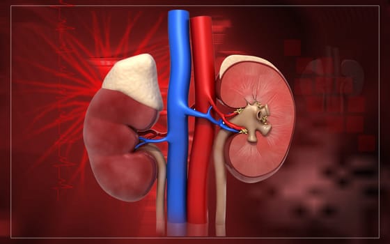 Digital illustration of kidney in colour background