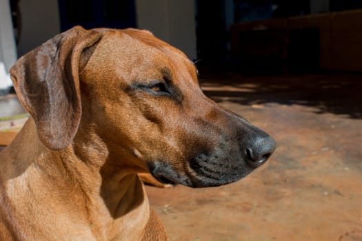 magnificent dog breed Rhodesian