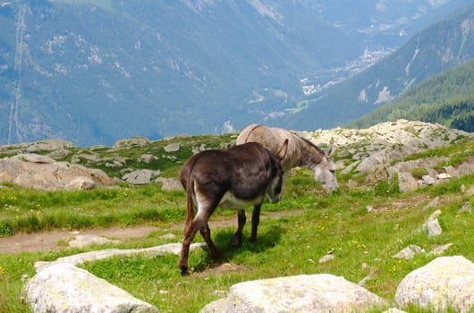 donkey
