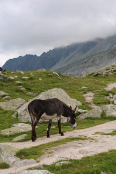 donkey