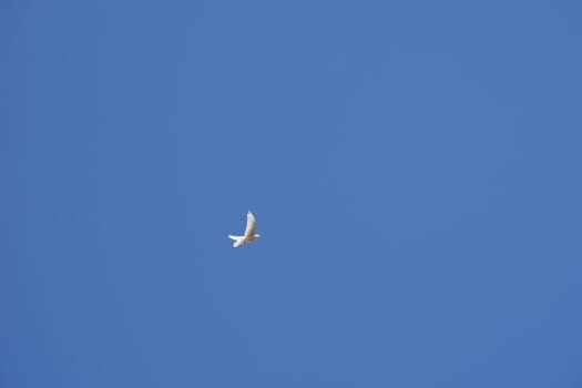 The photograph of a white,flying pigeon.