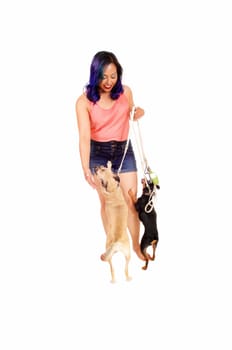 A lovely Asian woman standing in shorts in the studio with her two.little dog's, isolated on white background..