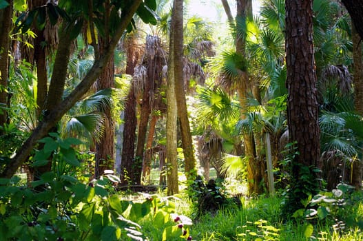 Sunlight streams through the trees on a morning in a subtropical forest in florida.