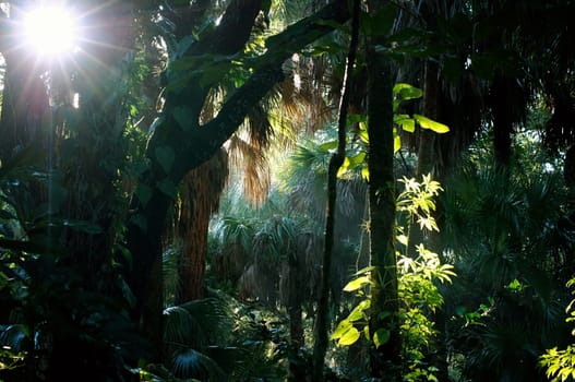 Sunlight streams through the trees on a morning in a subtropical forest in florida with lens flare created by the sun.