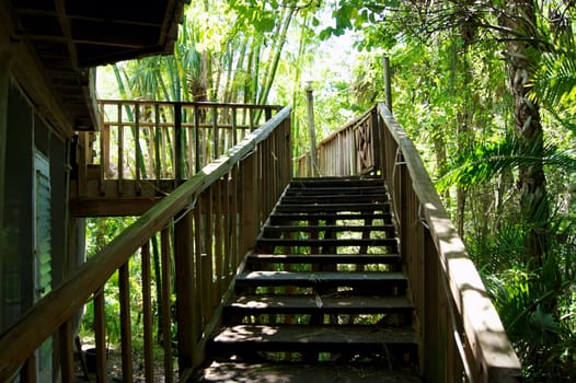 Looking up a flight of crudely made wooden stairs leading to a balcony on a shack in tropical florida.