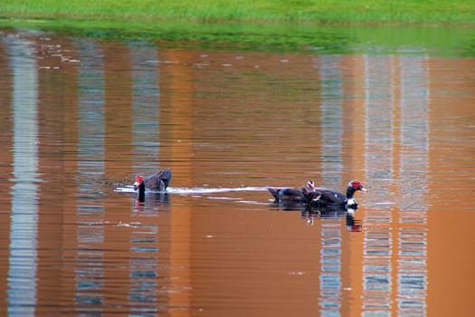 Three muscovy ducks are swimming in pond, one is looking towards viewer.