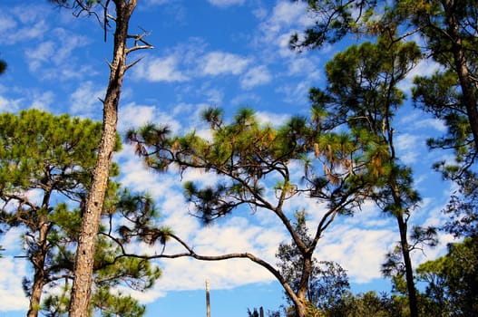 Looking up at the sky through a cluster of florida scrub pine trees.