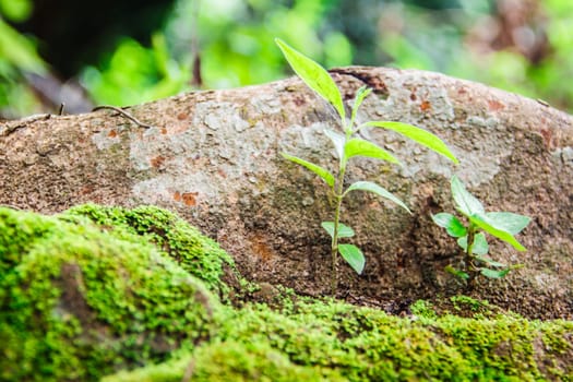 little plants on ground  with green moss