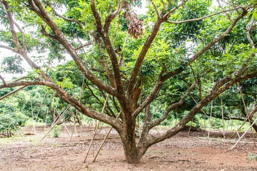 The longan trees in orchard
