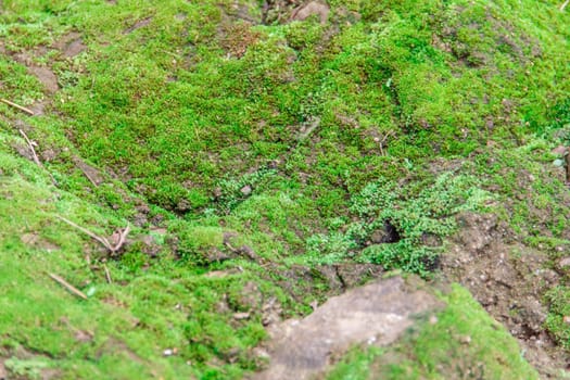 green moss plants on ground