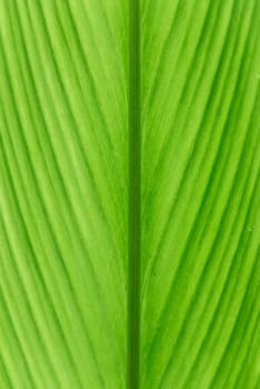 green ginger leaf. abstract