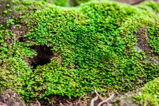 green moss plants on ground