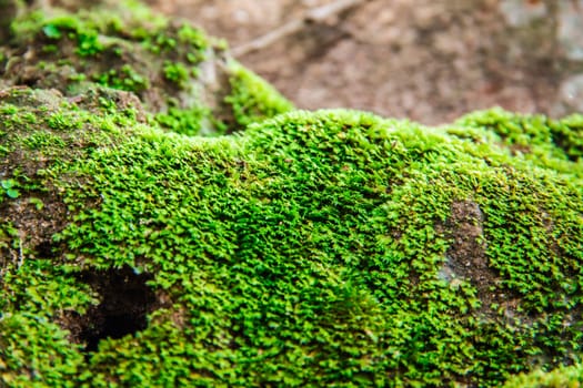 green moss plants on ground