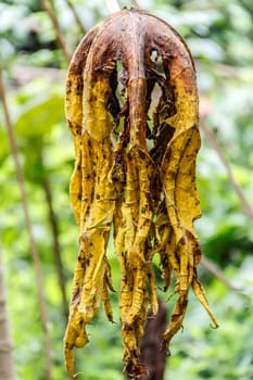 Papaya leaves to shrivel