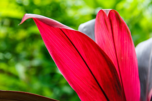 purple ginger leaf