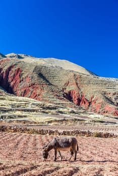 A donkey in a field with green and red hills in the background near Potosi, Bolivia