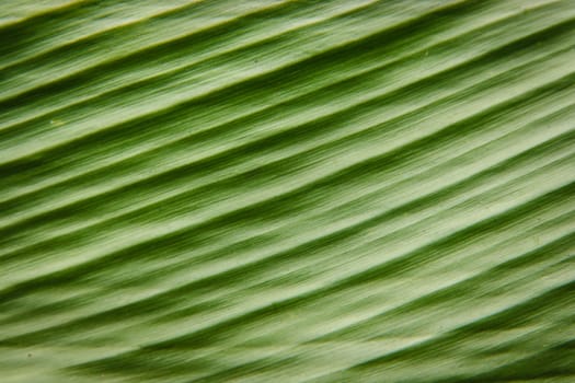 green ginger leaf. abstract