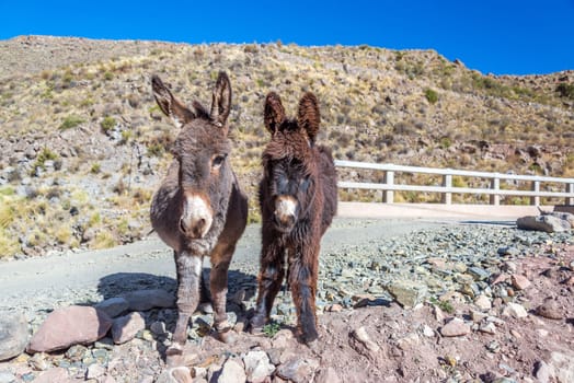 Two cute donkeys in the Bolivian countryside