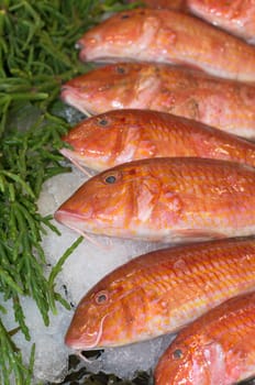 fresh fish on ice at a market