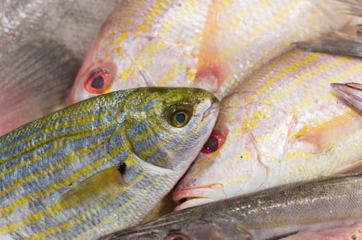 fresh fish on ice at a market