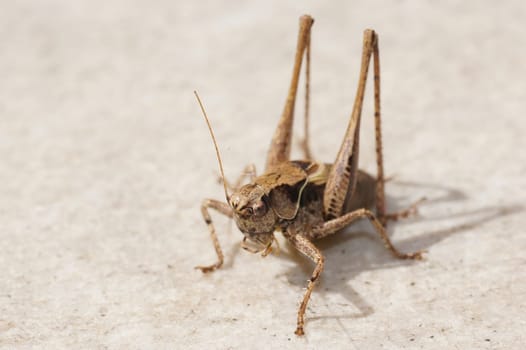Grasshopper