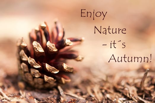 Brown Autumn Background with a Fir Cone and the Words Enjoy Nature its Autumn