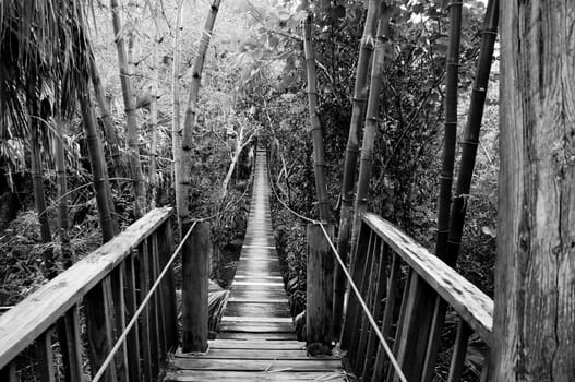 Looking out across a wooden suspension bridge in a subtropical environment in southwest florida.