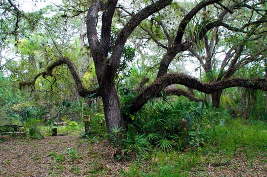 A large oak tree in winter surrounded by tropical plants and trees.