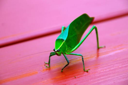 A large green katydid grasshopper on red table looking at viewer.