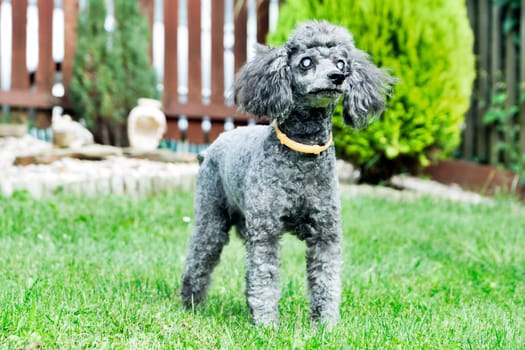 black poodle with diseased eyes outdoors on the garden