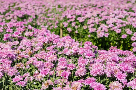 Soft pink chrysanthemum flowers bloom in a garden. Pink flower background.