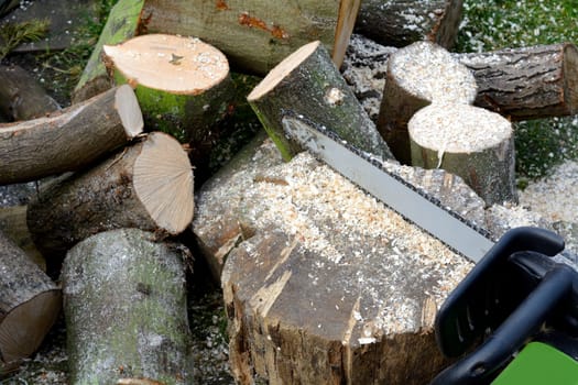 Firewood sawing with chainsaw