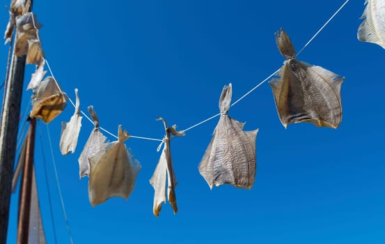 garland of dried fish in the harbor of Urk, a traditional fishing village in the netherlands