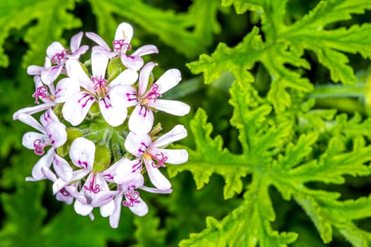 Scented pelargonia